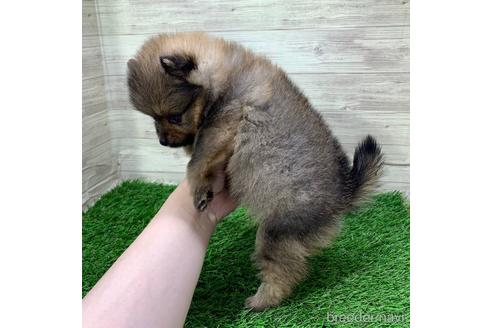成約済の兵庫県のポメラニアン-144172の4枚目